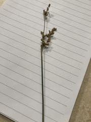 Juncus