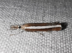 Agriphila latistria