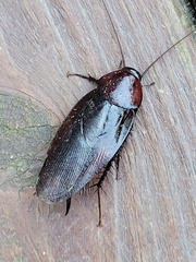 Periplaneta fuliginosa