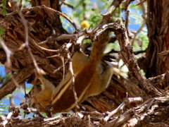 Funisciurus congicus