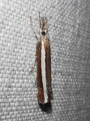 Agriphila latistria