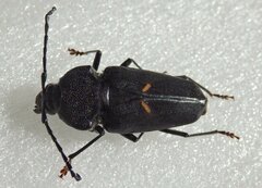 Megaderus stigma