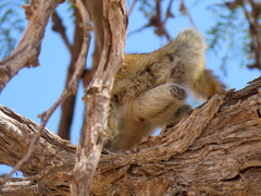 Funisciurus congicus