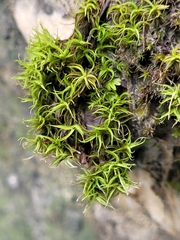 Tortella tortuosa