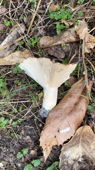 Lactarius alnicola