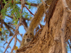 Funisciurus congicus