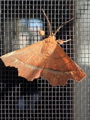 Syllectra
