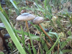 Entoloma sericeum