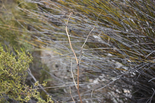 Image of Eulophia lamellata by (c) Jeremy Gilmore, some rights reserved (CC BY)