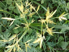 Cyperus