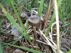 Entoloma sericeum