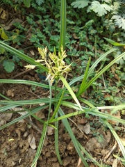 Cyperus