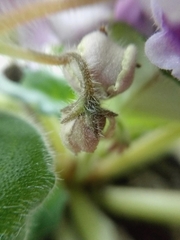 Streptocarpus ionanthus
