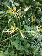 Cyperus