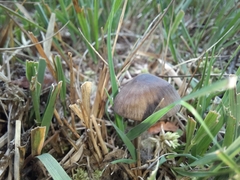 Entoloma sericeum