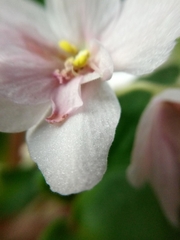 Streptocarpus ionanthus