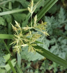 Cyperus