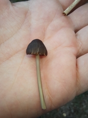 Entoloma sericeum