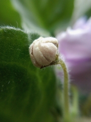 Streptocarpus ionanthus