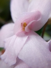 Streptocarpus ionanthus