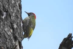 Picus vaillantii