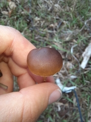 Entoloma sericeum