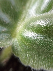 Streptocarpus ionanthus