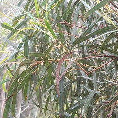 Eucalyptus pulchella
