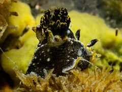 Polycera hedgpethi
