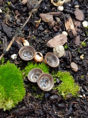 Cyathus olla