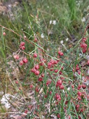 Lasiopetalum rufum