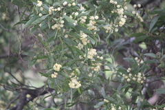 Acacia melanoxylon