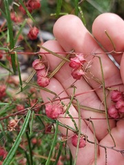 Lasiopetalum rufum