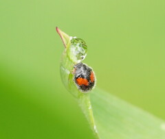 Diomus notescens