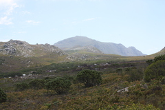 Leucadendron laureolum