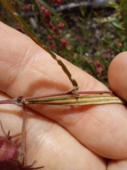 Lasiopetalum rufum