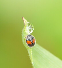Diomus notescens