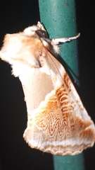 Habrosyne pyritoides