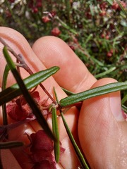 Lasiopetalum rufum
