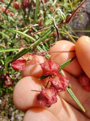 Lasiopetalum rufum
