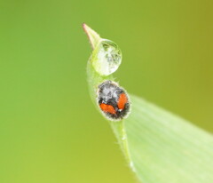 Diomus notescens