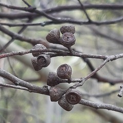 Eucalyptus pulchella