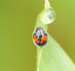 Diomus notescens