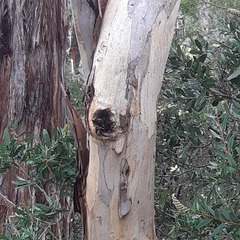 Eucalyptus pulchella