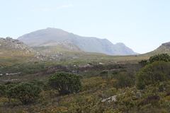 Leucadendron laureolum