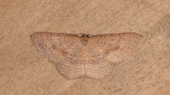 Epicyme rubropunctaria