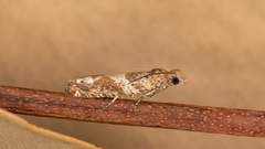 Crocidosema plebejana