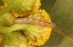 Gymnoscelis rufifasciata
