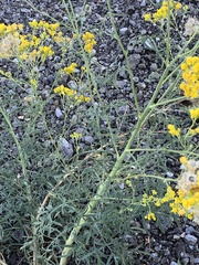 Hymenothrix wislizeni