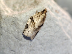 Clepsis spectrana